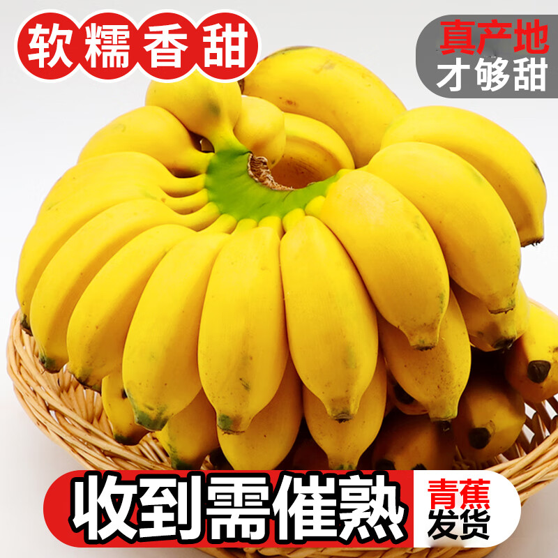 粤迎广西小米蕉新鲜香蕉香芭蕉香产地直发甜粉糯现摘现发芭蕉粉蕉自然 净5斤精选果【粉糯香甜】