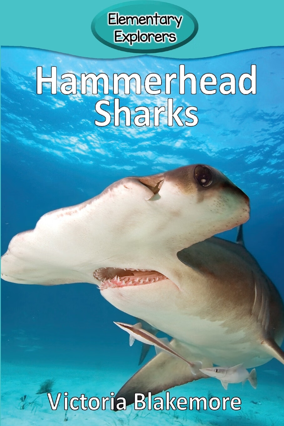 预售 按需印刷 hammerhead sharks