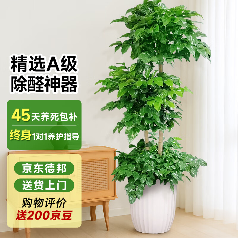 爱优尚幸福树盆栽客厅室内大型绿植办公室乔迁新家绿宝净化空气源头直发