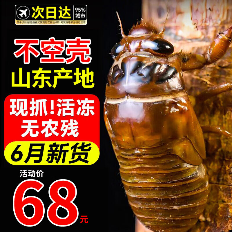 尚致【6月新貨】知了猴新鮮鮮活冷凍蟬蛹知了金蟬爬叉猴結(jié)了龜非蠶蛹 【精選】大金蟬250只