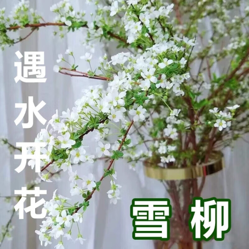 达泽侠鲜枝雪柳干支枝盆栽水培植物花卉室内遇水开花绿植龙柳银柳鲜花的 干支60cm 3枝