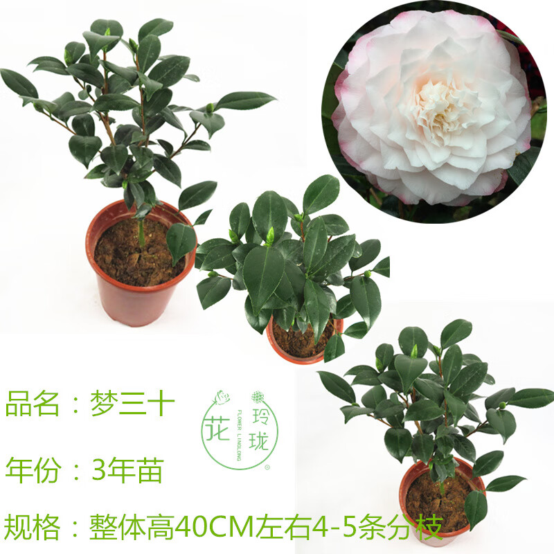 粉色系名贵茶花品种梦三十(撒威达的梦)大型花盆栽花卉带花苞 梦三十