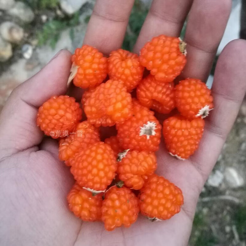 刺萼粉枝莓种子 百香果味爆浆强推稀有覆盆子浆果 人参宝宝系列 50粒