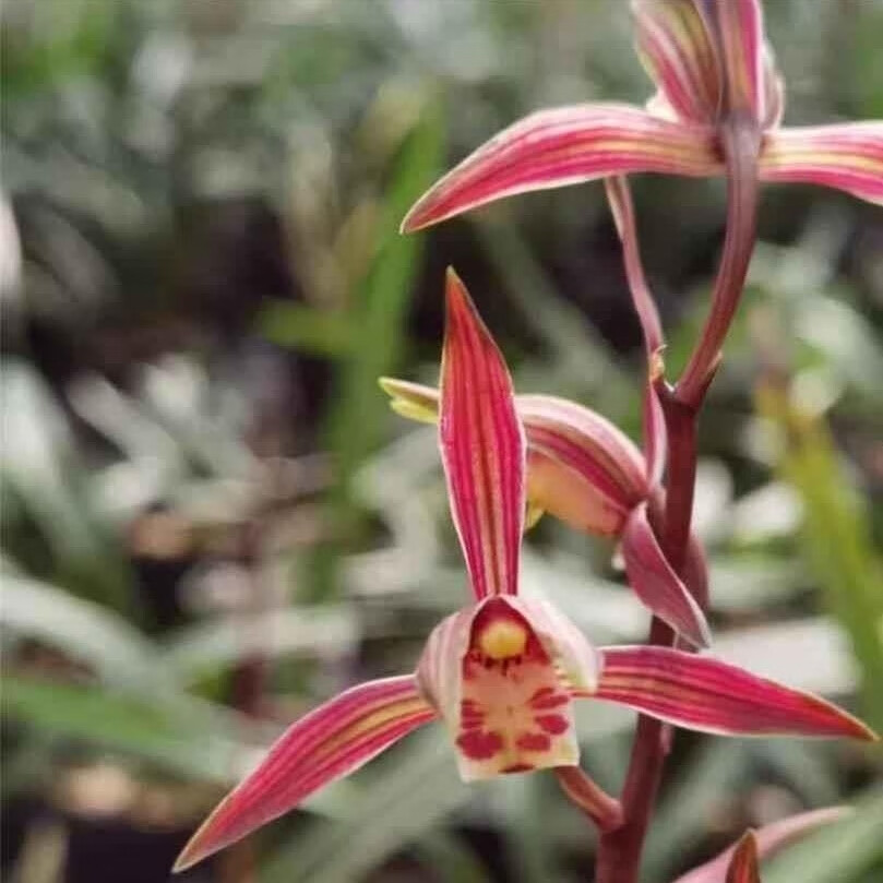 兰花 墨兰 艺草 老品种 天女 绿植花卉盆栽 花期有带花苞出售 墨兰天女 2壮苗连体