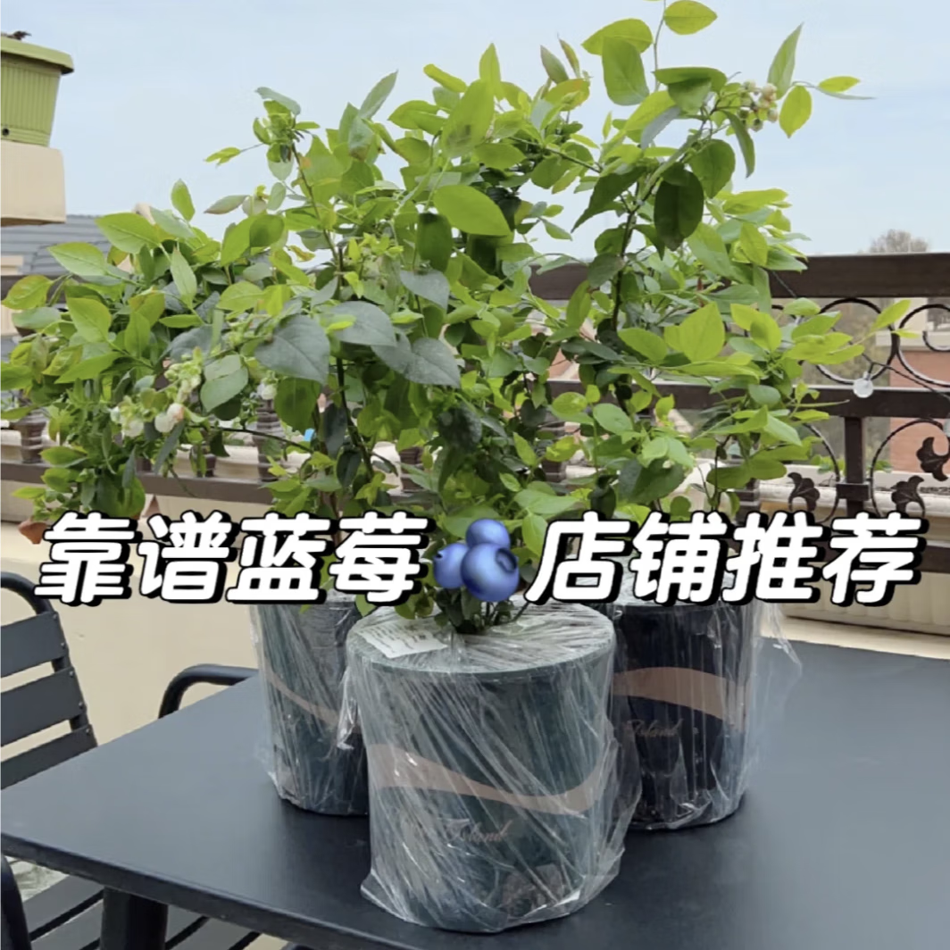 蓝莓树苗盆栽带果当年结果南北方种植兔眼特大阳台果树苗当年结果 5年苗原盆土6-10分支约60cm高结果多带花带叶