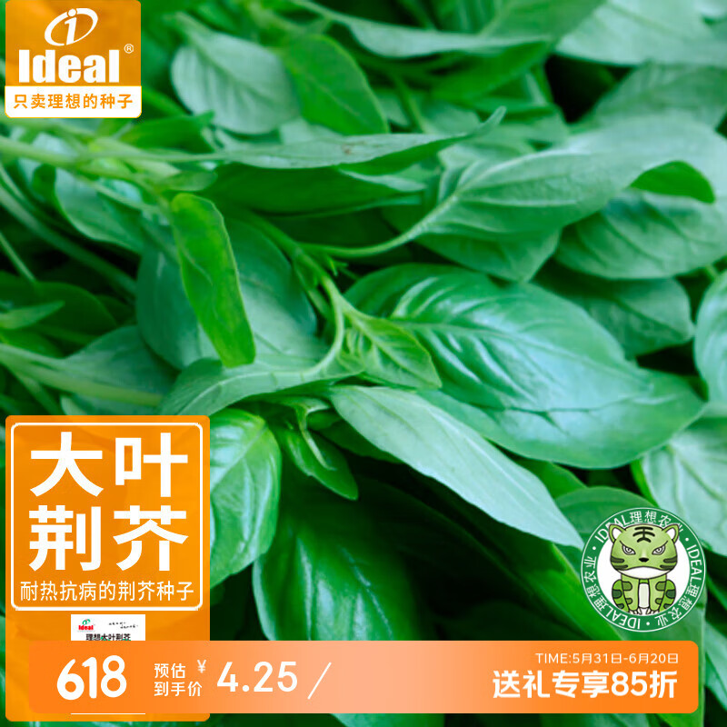 IDEAL理想农业 荆芥种子河南大叶清香荆芥种籽罗勒香菜四季种蔬菜种子