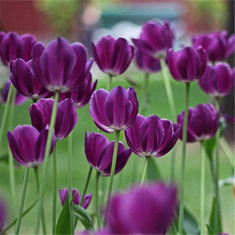 荷兰进口郁金香种球 盆栽花卉绿植四季土水培耐寒种子好养植物 小黑人