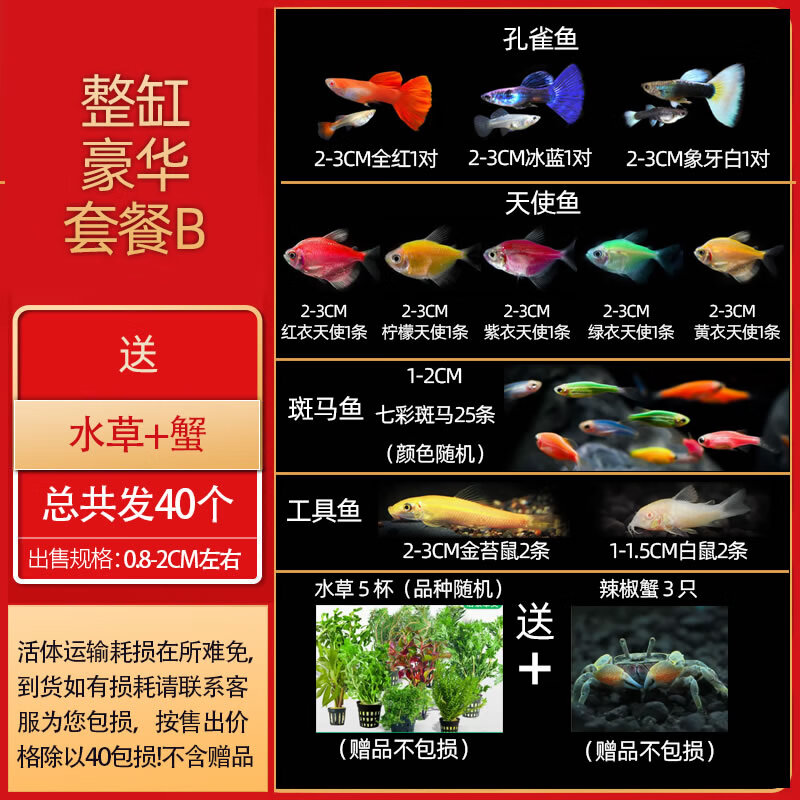 热带观赏活鱼好养宝莲灯斑马淡水金鱼苗天使孔雀小型红绿灯科小鱼 整缸豪华套餐