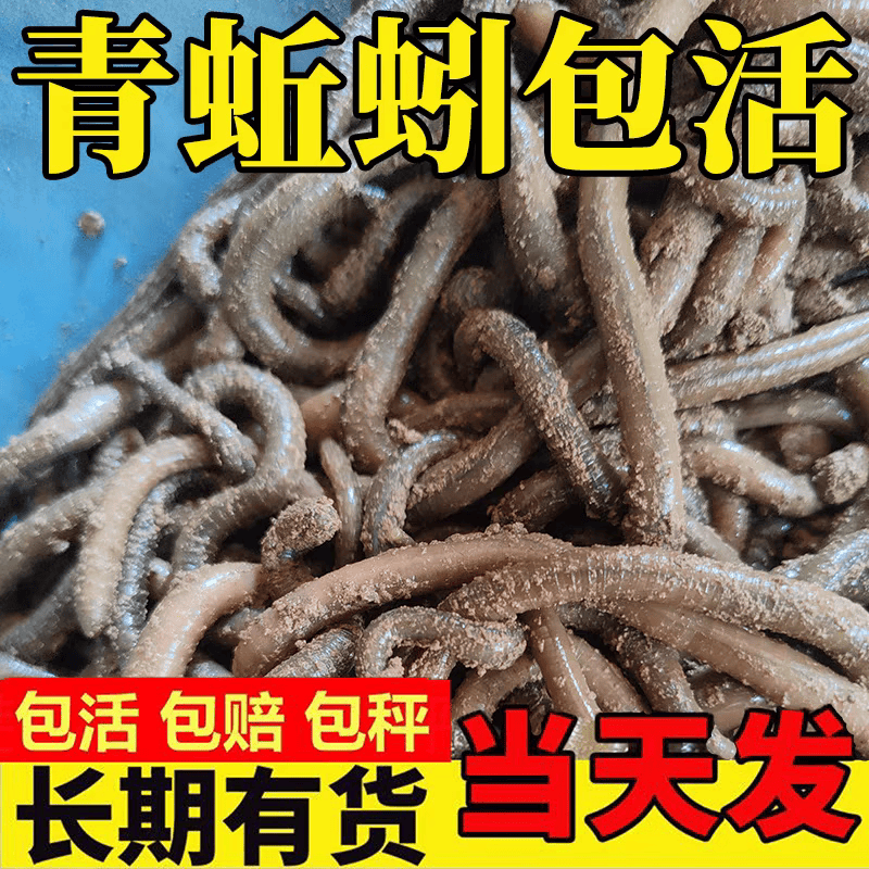 青蚯蚓鲜活鱼饵钓黄鳝青蚯蚓钓黄鳝诱饵活饵蚯蚓 中号1斤(顺丰快递)