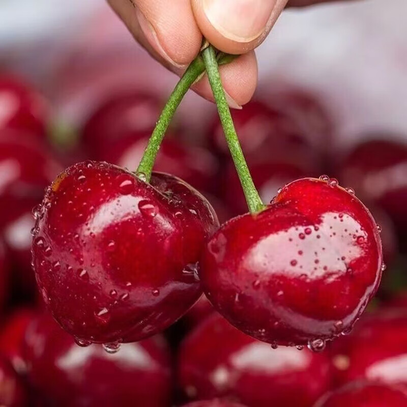 山东大樱桃SSS国产车厘子水果 新鲜水果时令生鲜 水果樱桃礼盒 中果带箱5斤（净重4斤）22-26mm 单果果径源头直发包邮