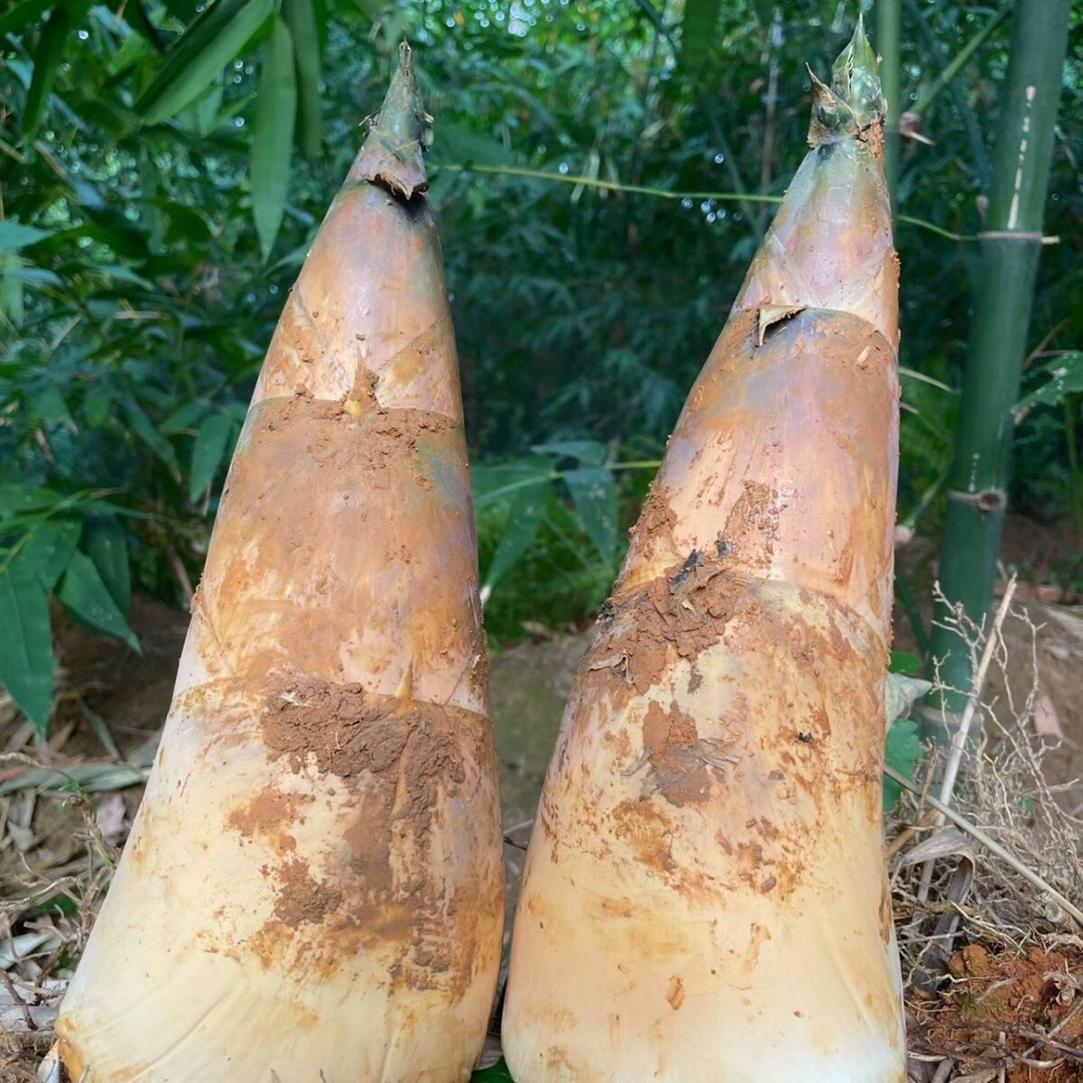 2025揭阳埔田竹笋新鲜现挖带壳当季鲜甜麻笋广西大头笋野生麻竹笋 2斤