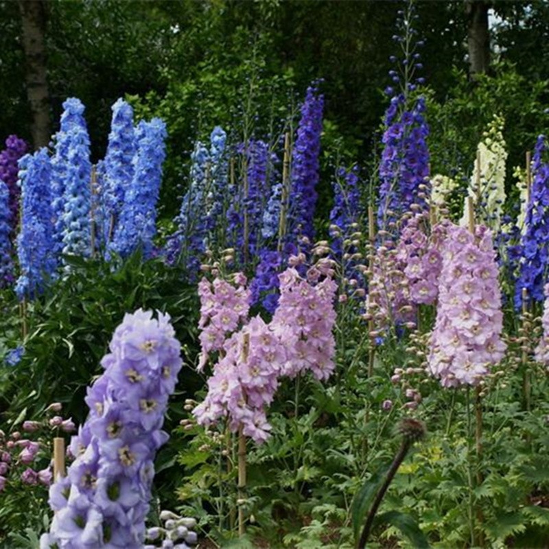 一播大地 大花飞燕草种子 多年生小飞燕草花卉草花种子 阳台庭院盆栽