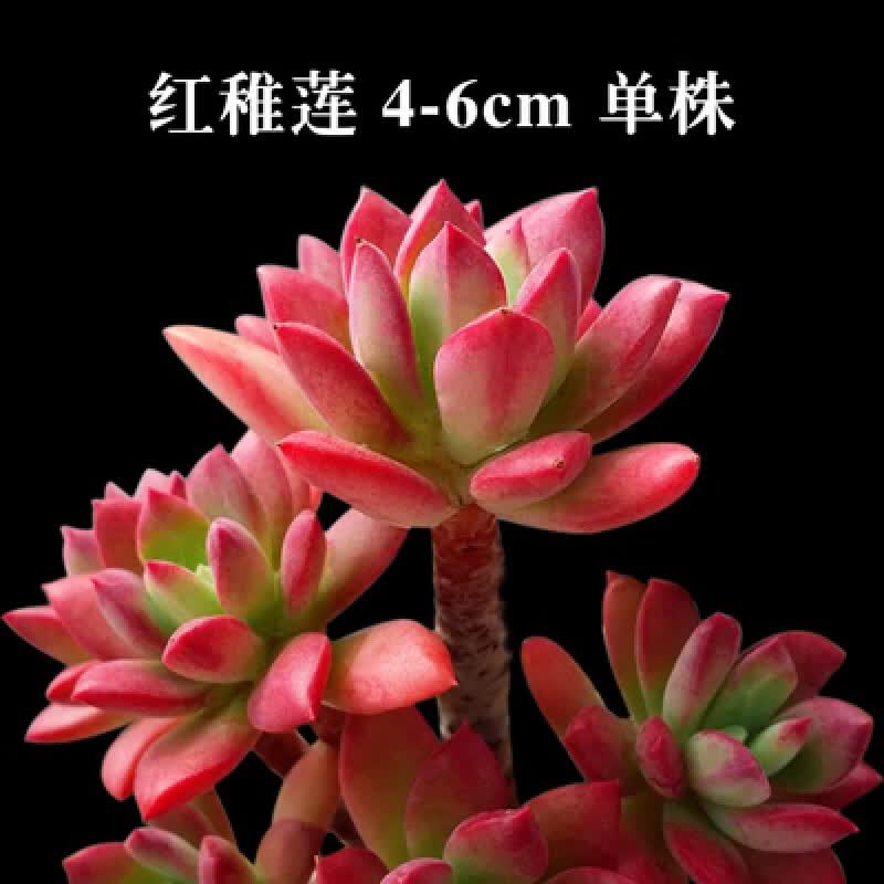 创意多肉植物组合盆栽含盆带土桃蛋 多头室内爆盆 超萌肉肉 红稚莲4-6cm单头 不含盆