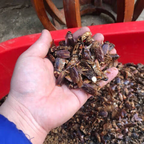 同仁堂千虫粉精品鸟食营养千虫粉蚂蚱蚕蛹虾 [千虫粉]500克一斤装