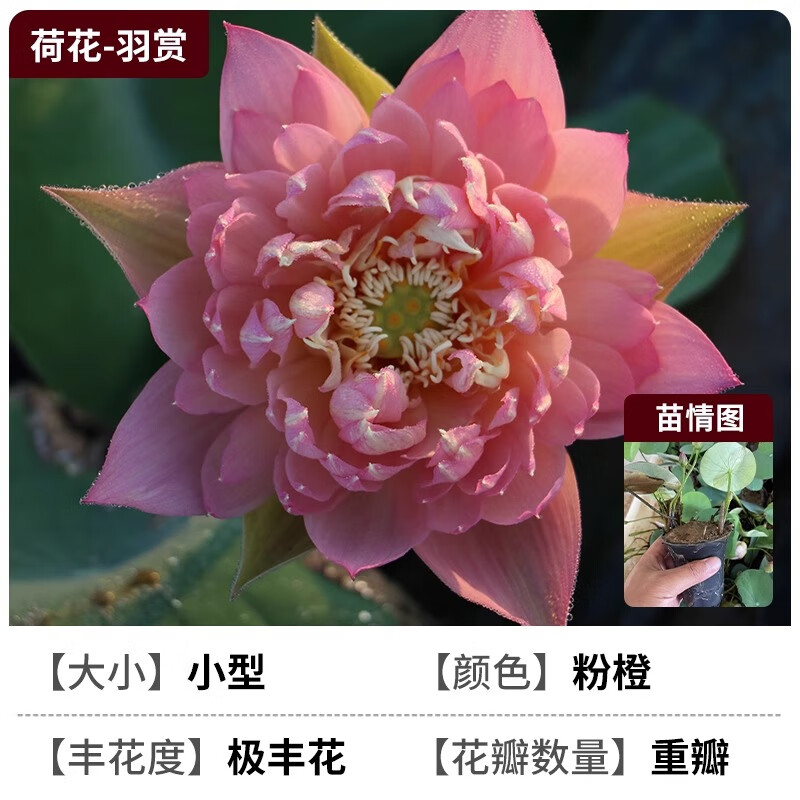 臨雅荷花盆栽水養(yǎng)藕種藕苗蓮花缸栽蓮藕苗魚池塘水生植物花卉觀賞睡蓮 【帶芽種藕】羽裳種藕*1