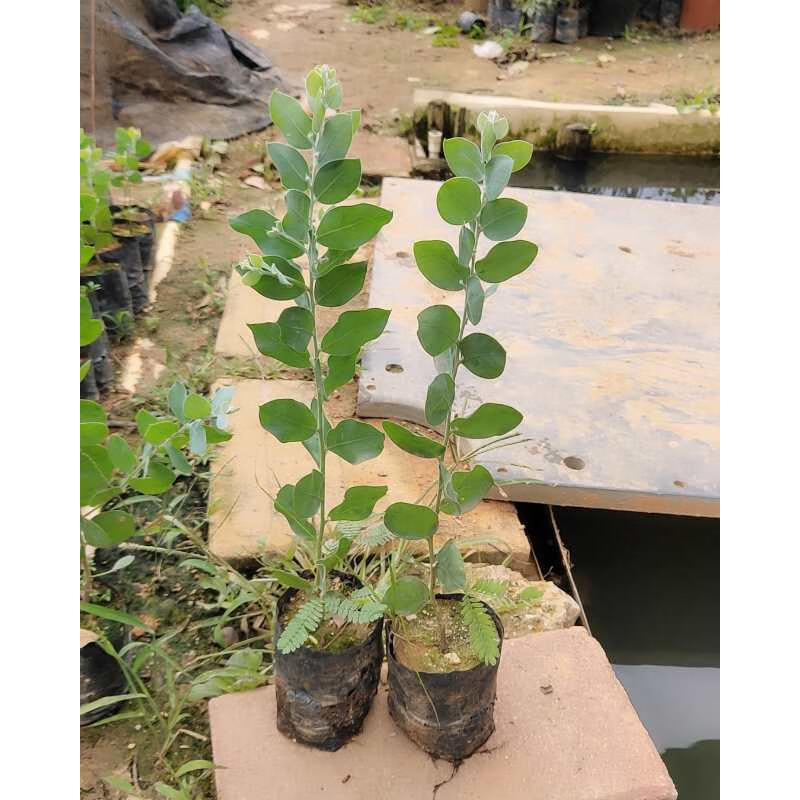 可之源银叶金合欢树苗 澳洲品种 阳台庭院绿化开花植物 合欢观叶风景