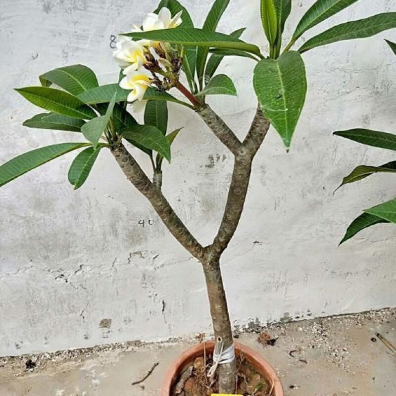 ouoety鸡蛋花盆栽树苗红黄多色好养鸡蛋花树苗珍贵绿植开花香包成活