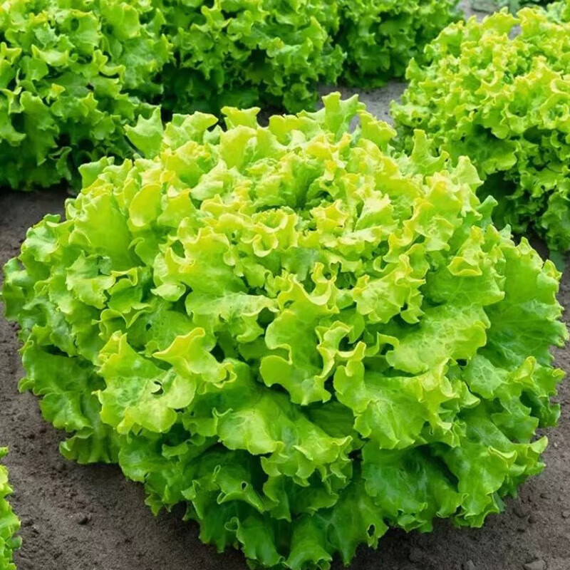 CNUS水果青萝卜种子 沙窝萝卜籽生吃脆甜大萝卜籽春秋四季多种蔬菜籽 散叶生菜种子【50克】