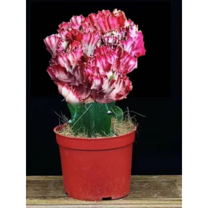 仙人掌盆栽玉麒麟多肉彩麒麟金麒麟植物阳台办公室绿植 彩麒麟15