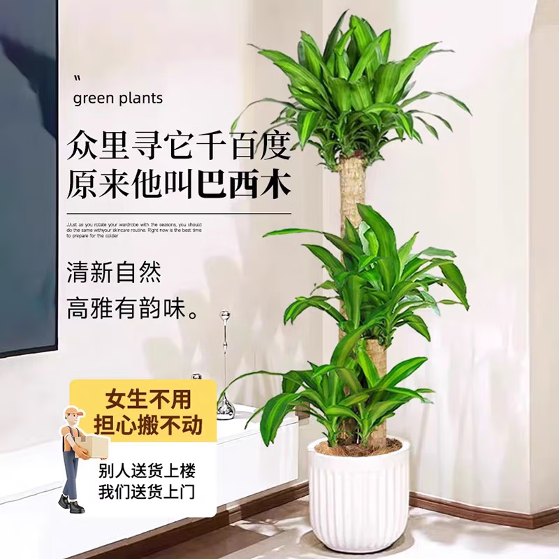 嘆為觀止 大型盆栽 單桿辮子發(fā)財(cái)樹(shù)天堂鳥(niǎo)綠蘿散尾葵辦公室內(nèi)開(kāi)業(yè)喬遷禮品 巴西木1.4-1.6米【聚寶盆】 不含盆