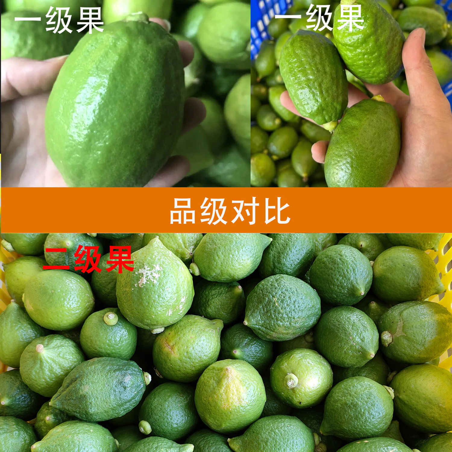 正宗广东香水柠檬爆香新鲜无籽柠檬精品一级果 18斤一级果【奶茶店高复购】 中果【70-99克】