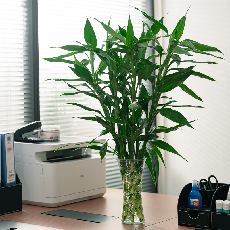 9.9元抢海南源头富贵竹60-70cm 5枝装