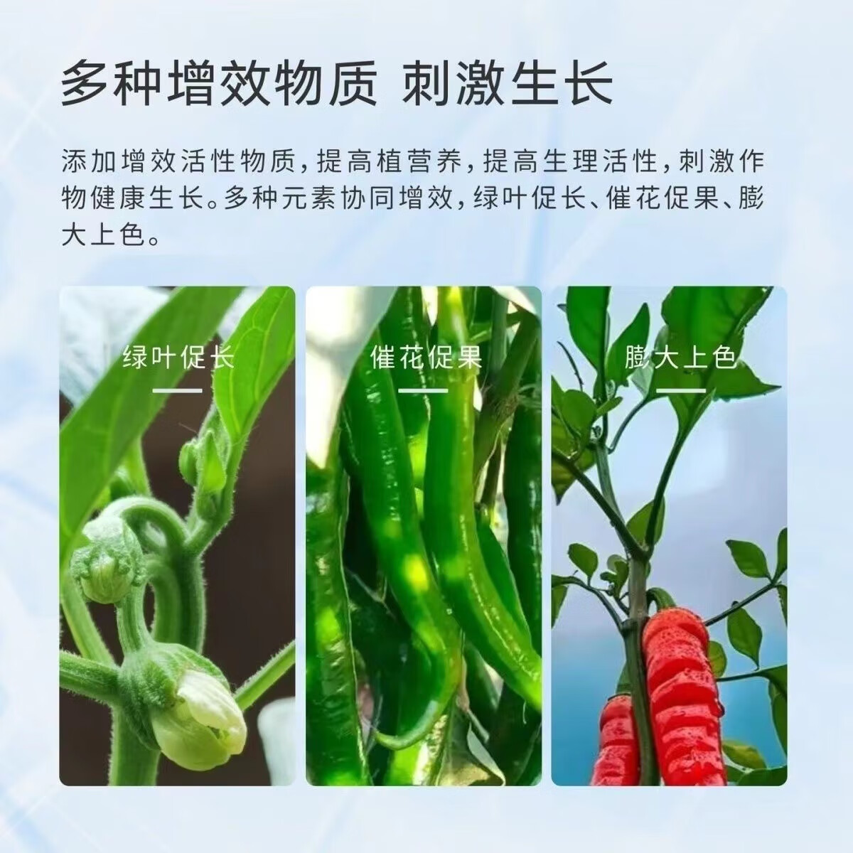 辣椒膨大拉直素膨大素青椒甜椒辣椒三不落叶面肥肥料水溶肥 辣椒膨大拉直素1000克*12瓶