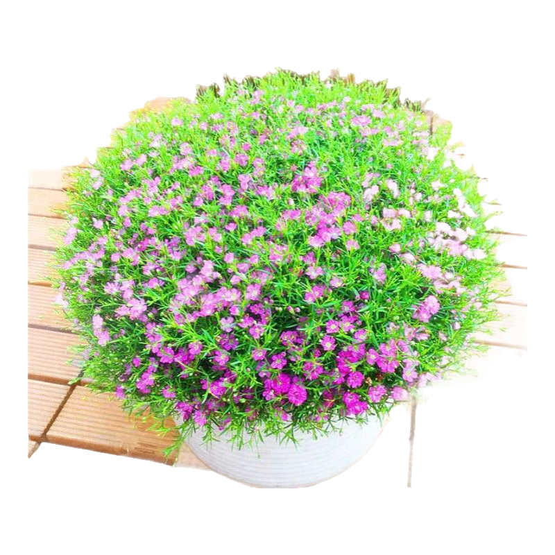 ���������� ˿������ ��ɫ ����������/��Լ1000�� 1�� 1.01Ԫ