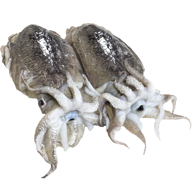 ɭũ�ִ�ī���ʻ�������ɽī�����䶳�������ʳ���ˮ�������Ŀ����ֻ ��6ֻ���Լ۱ȡ�ÿֻ 250g(����) 