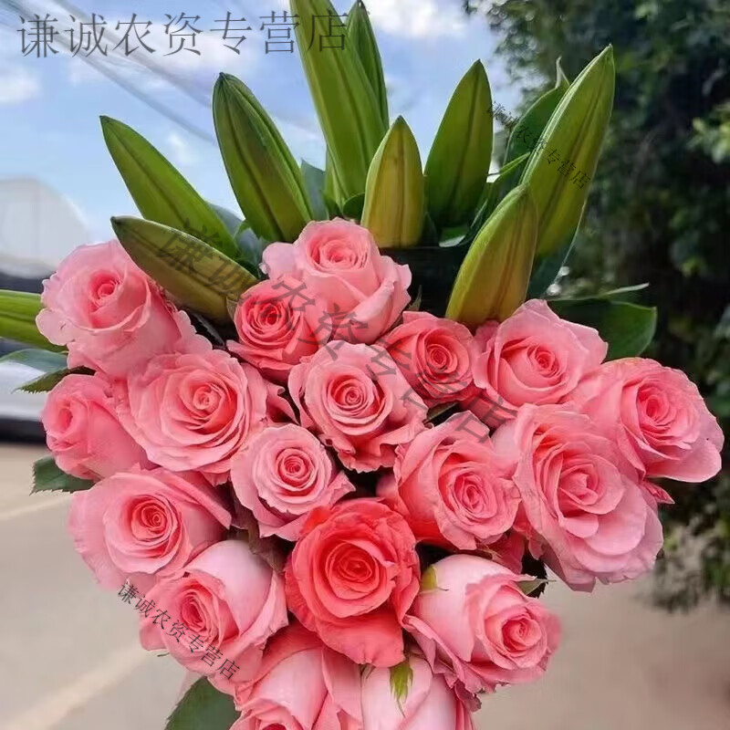 澳颜莱花卉盆栽向日葵百合玫瑰花束云南昆明基地现采鲜花直发新鲜混搭花 玫瑰5朵+百合5花苞 下单送随机配草
