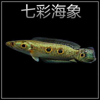 观赏鱼雷龙鱼大铅笔鱼七彩海象苗小盾鳢鱼多曼大型凶猛肉食鱼进口
