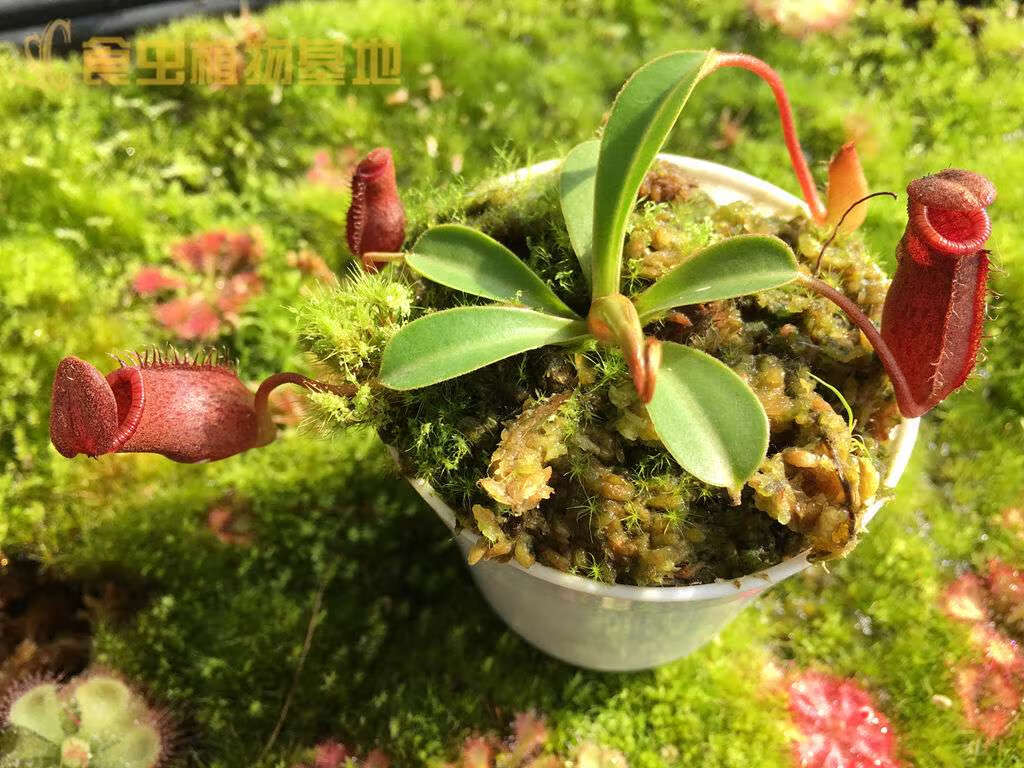 黑精灵猪笼草劳氏交红葫芦绿植景观盆栽食虫植物捕虫草 整体5