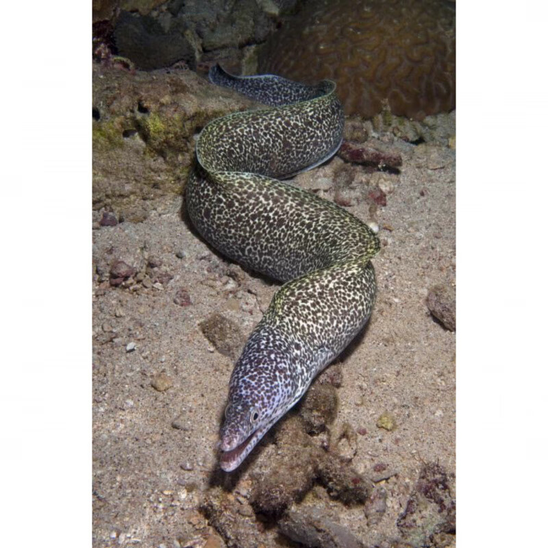 海南西沙海鱼海鳗鱼金钱鳗石鳗虎鳗鲜活冷冻海捕整条500g 2