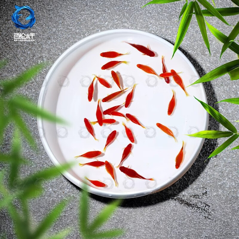 百纶木千米奇鱼观赏鱼 胎生鱼 新手推荐 好养活 小型鱼  运输包损包邮 大米奇10条（3cm左右）公母混搭