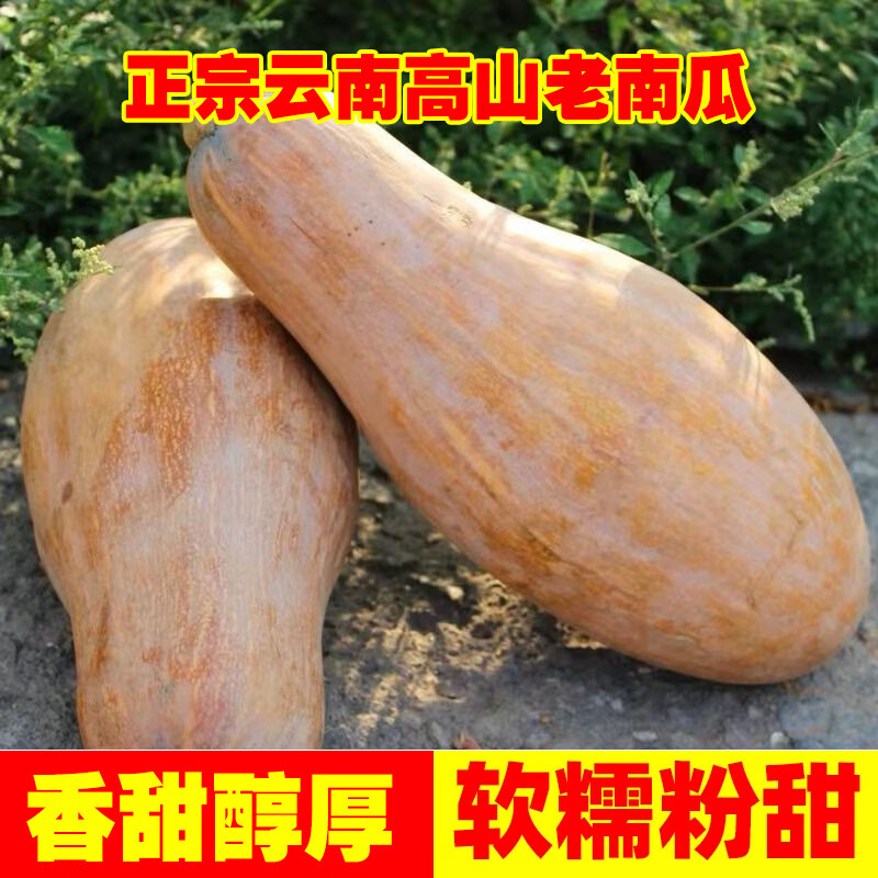 云南老南瓜农家自种当季新鲜粉面甜糯小宝宝辅食整箱蒸煮密本南瓜 老南瓜 8斤 【8-9斤】