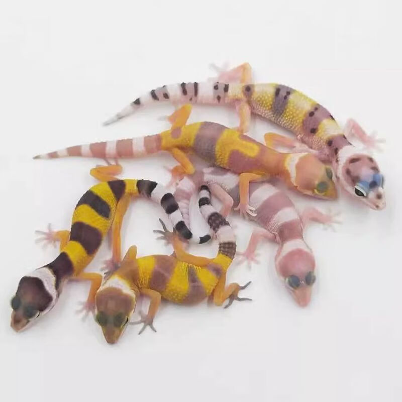 入门懒人爬宠异宠物蜥蜴温顺可爱阳光萝卜柠檬霜白酒 豹纹守宫随机发