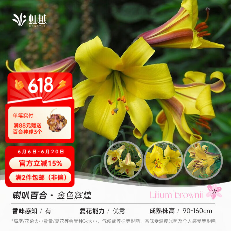 虹越 2025進(jìn)口百合種球3球裝 盆栽地栽易養(yǎng)東方香水百合花卉裸球 喇叭百合 金色輝煌（18/20）