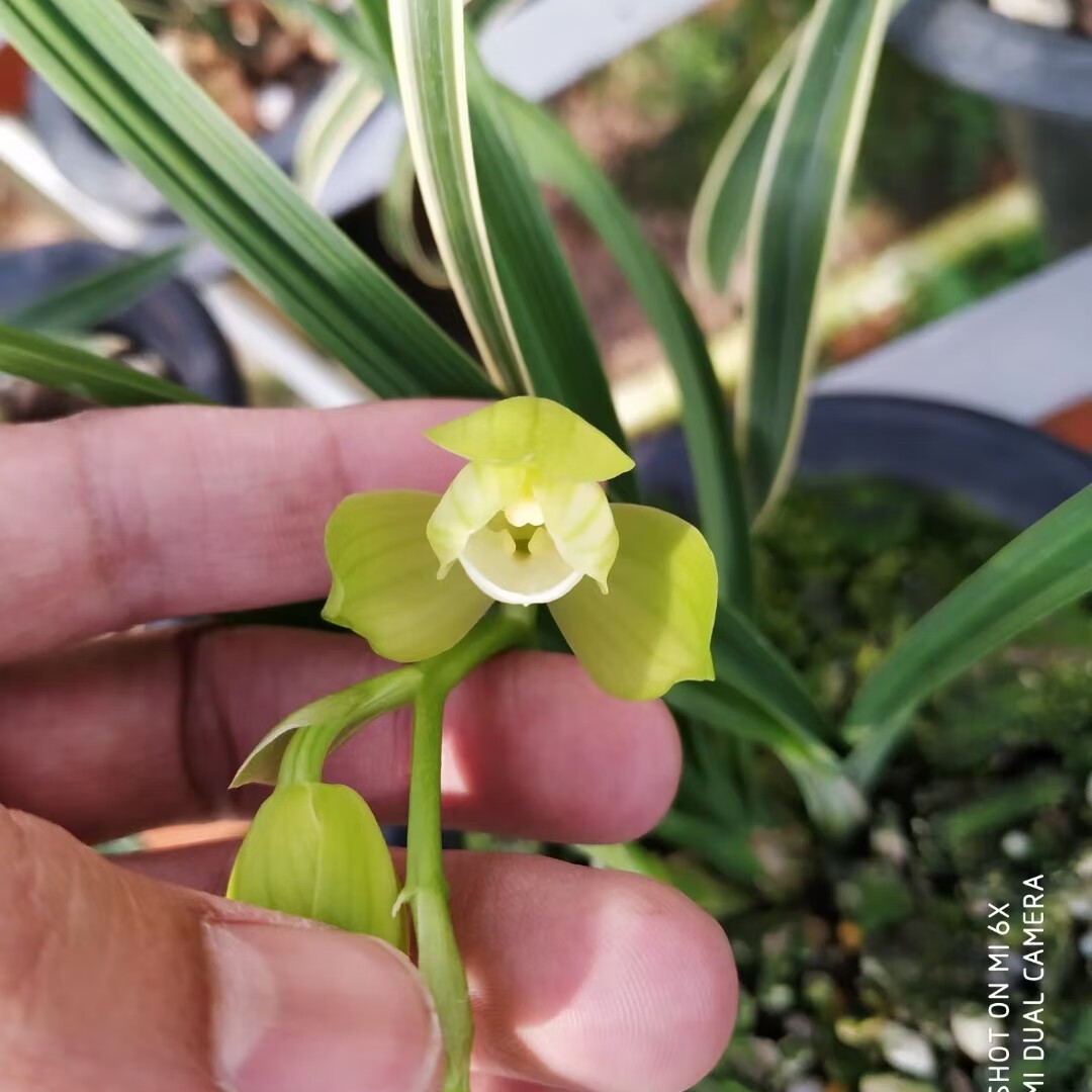 兰花 春剑素荷 浓香荷瓣 绿植花卉盆栽 花期有带花苞出售 春剑 素荷 2