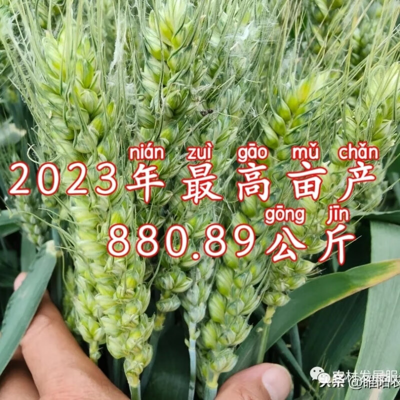 矮杆大穗小麦种子抗病抗倒新品种 高产吨麦烟农1212