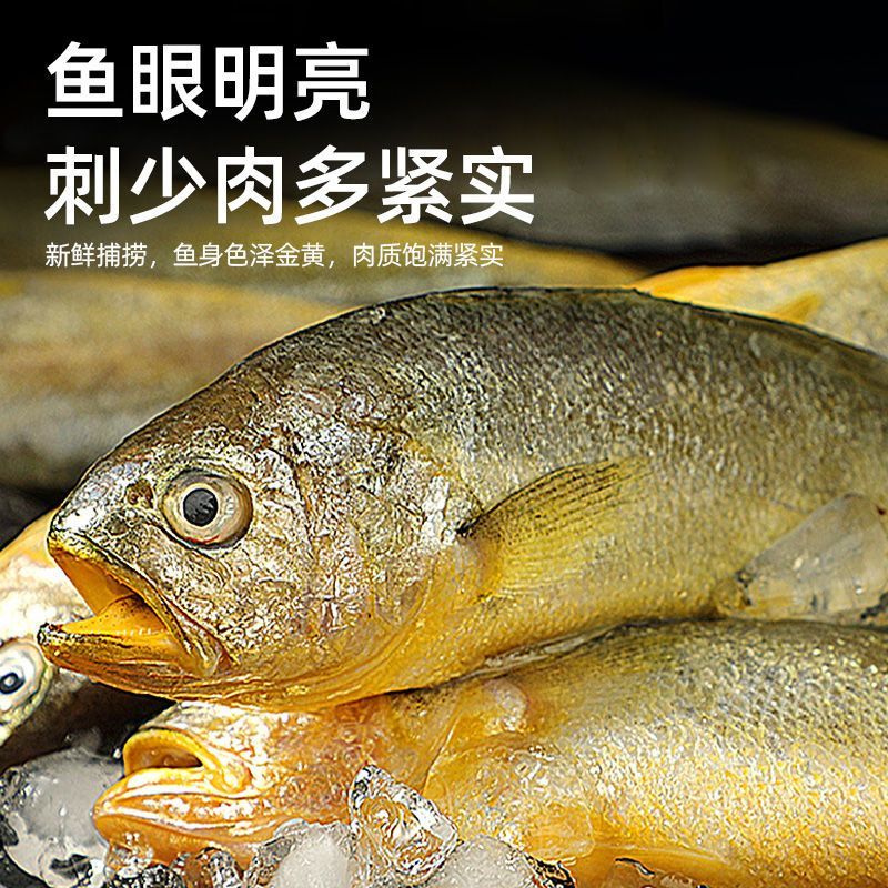 小黄鱼新鲜冷冻海鱼冰鲜真空包装生小黄鱼 1斤【约10条左右】