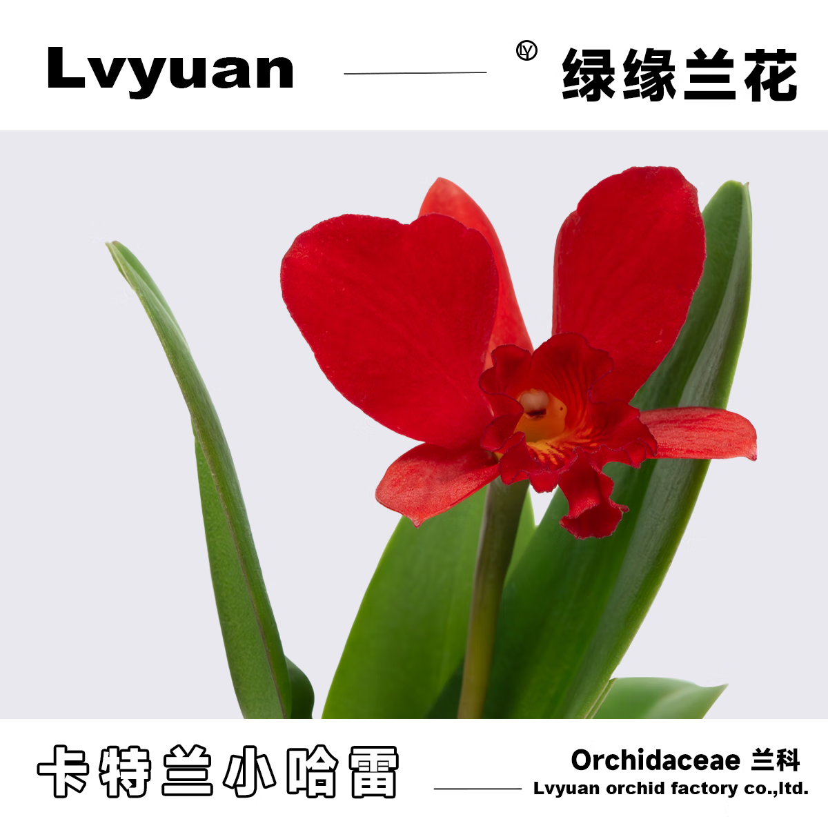 绿缘兰花 迷你卡特兰紫色小美人