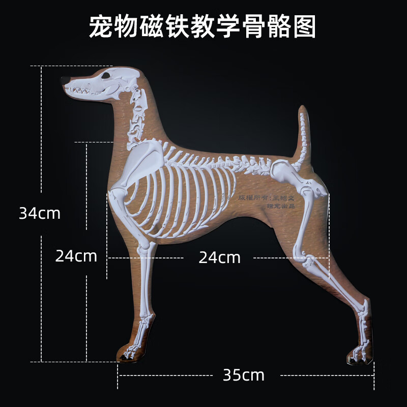 大明风华宠物骨骼图宠物美容师学校教学教具推荐狗狗磁吸式骨骼分布大