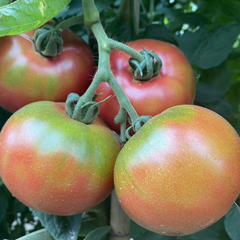 CNUS草莓番茄种子铁皮水果西红柿菜种籽超甜柿子蔬菜种子 草莓铁皮番茄种子【210粒】