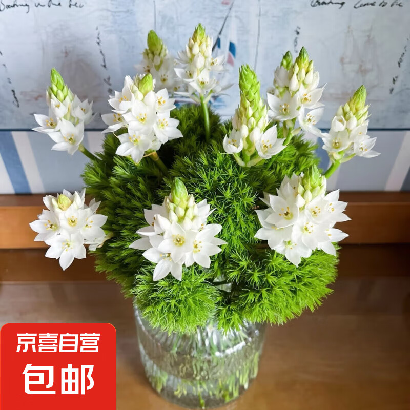 绿毛球雀梅混搭10枝 雀梅5枝+绿毛球5枝混搭10枝