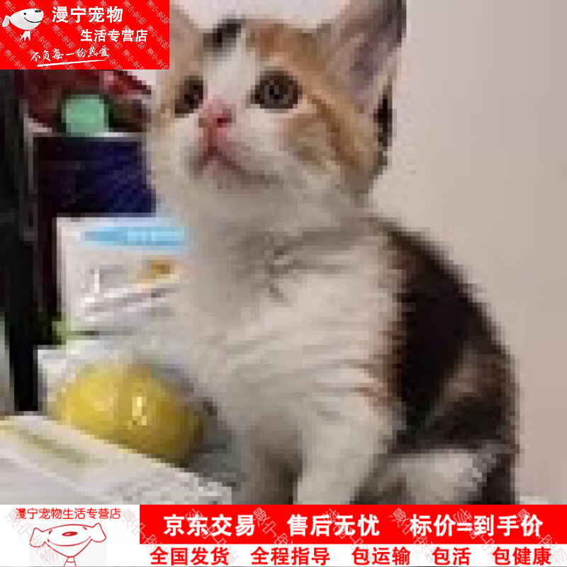 纯种纯白蓝眼睛猫咪英国短毛猫幼猫活体纯白猫咪 田园级 三花猫 公母
