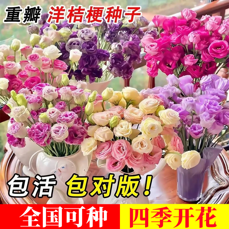 致薈樹進口重瓣洋桔?；ǚN子籽太陽花種孑室內(nèi)外花卉四季播種開花植物 混色洋桔梗2000粒+肥料