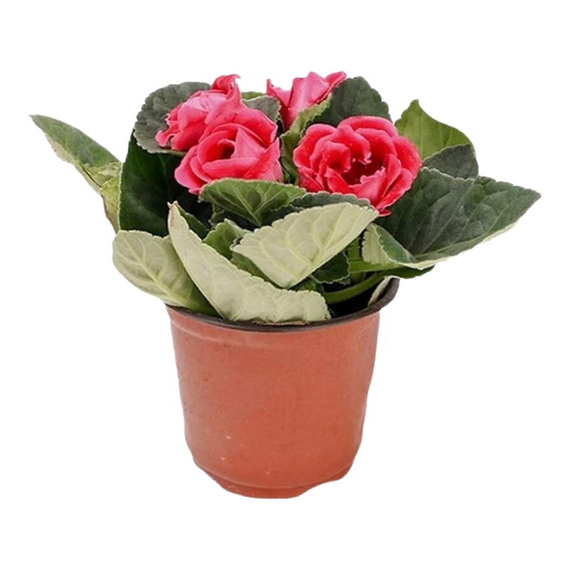 �ذ����ͩ���縻��ܽ�ػ������ڹ������Դ���������ֱ���ļ����� ��ɫ ������������Լ15-20cm�� �����Ժ�