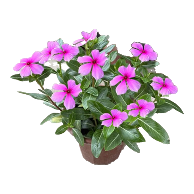 ѳմ̨ۻֲ ļõ 1 41.92Ԫ4(10.48Ԫ/)