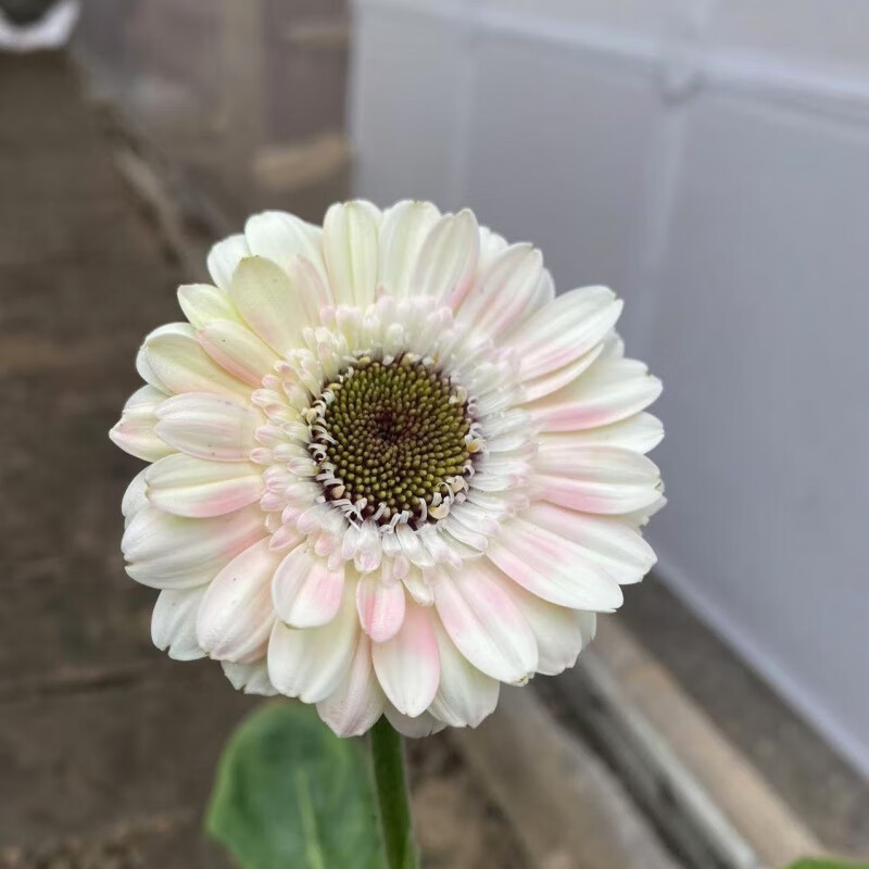 高杆非洲菊扶郎花苗盆栽鲜切花太阳花拉丝菊庭院阳台四季开花不断