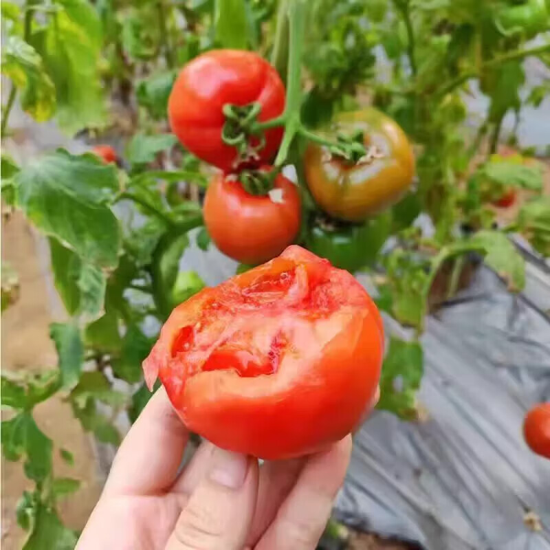 高山新鲜西红柿水果番茄自然熟生吃减肥减脂即食蔬菜生鲜源头直发 大红西红柿净重 1斤